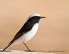 Mourning Wheatear - Photo (c) Habib Latif Boultif, all rights reserved, uploaded by Habib Latif Boultif