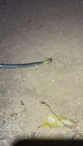 Brown-headed Snake sighting