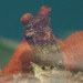 Wrinkled Tunicate - Photo (c) Wendy Feltham, all rights reserved, uploaded by Wendy Feltham