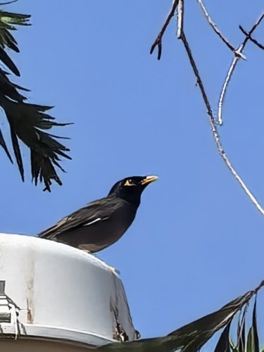 Common Myna