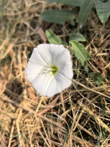 field bindweed