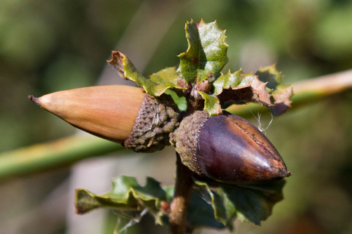 Nuttall's scrub oak