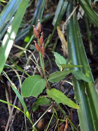 Rhomboda abbreviata