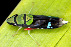 Image of Pamplonoidea yalea