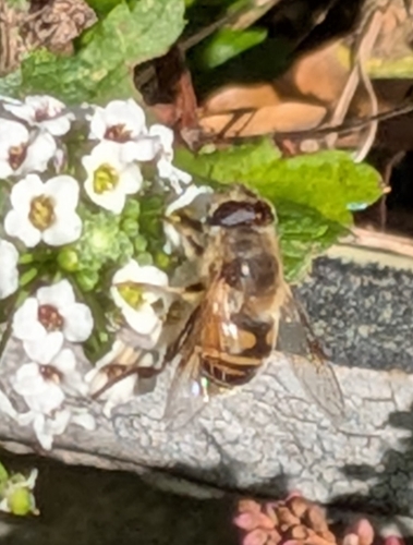 Unknown species found near Zebulon, NC 27597, USA