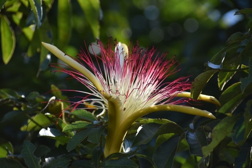 provision tree