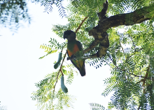 Senegal Parrot