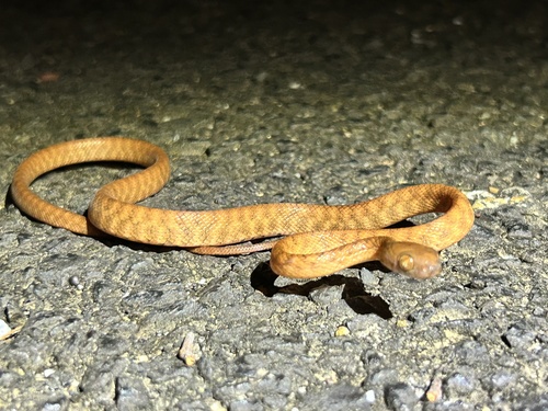 Brown Tree Snake sighting
