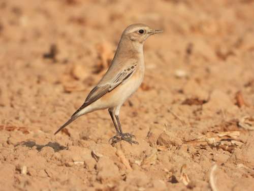 Desert Wheatear