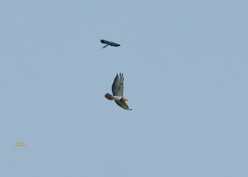 Red-necked Buzzard