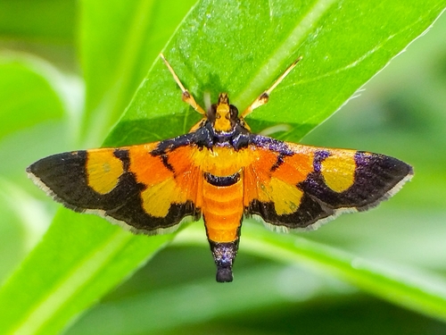Aethaloessa calidalis