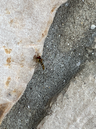 Unknown species found near Greystone Heights Rd, Gatlinburg, TN, US
