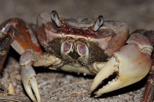 iNaturalist.org · Land Crab (Cardisoma carnifex)