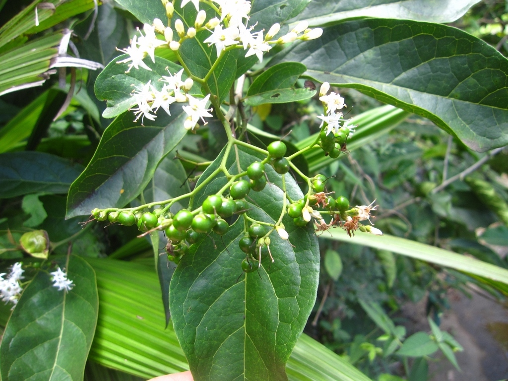 Ehretia cymosa (Ehretia cymosa)