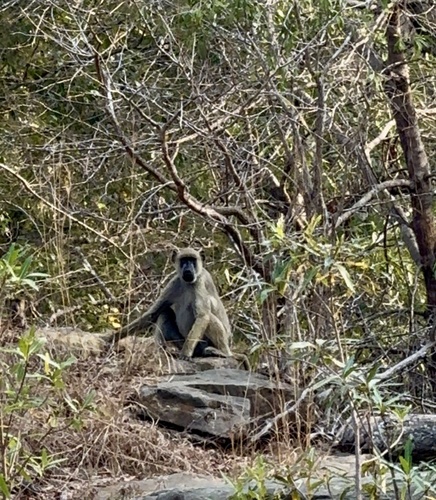 Yellow Baboon