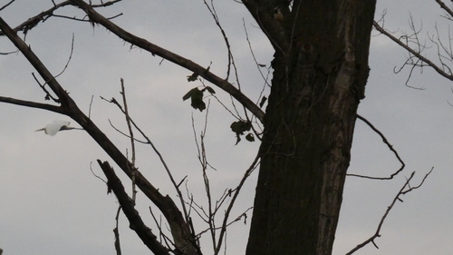 Great Egret