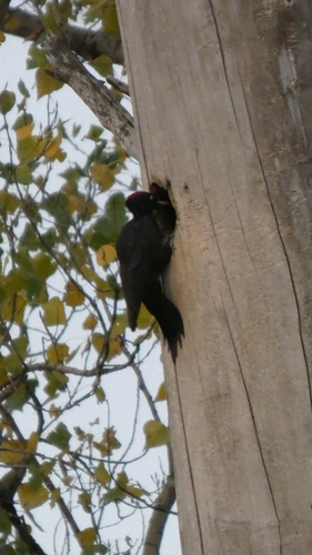 Black Woodpecker