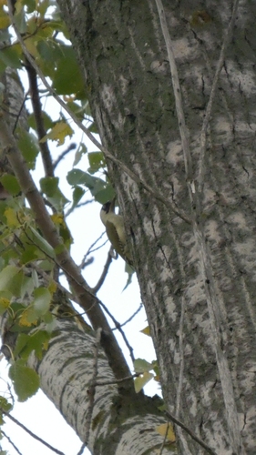 Eurasian Green Woodpecker