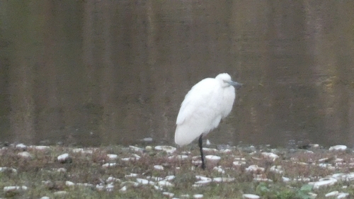 Little Egret
