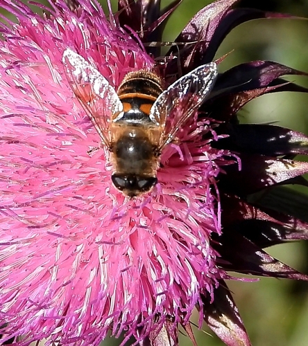 Unknown species found near Moran, WY 83013, USA