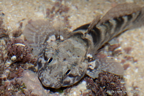 Rock Goby