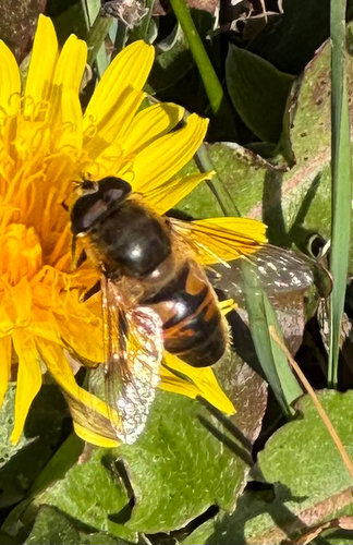 Unknown species found near Valley Rd, Hampton, NJ, US