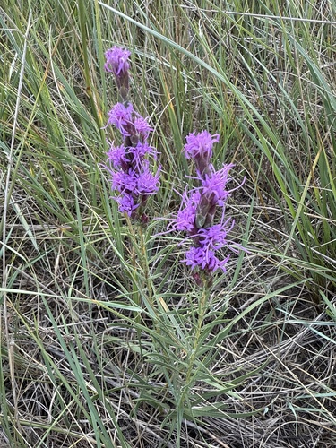 dotted gayfeather