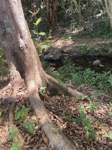 Yellow-faced Whipsnake sighting