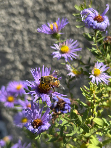 Unknown species found near Maple Ave SW, Roanoke, VA, US