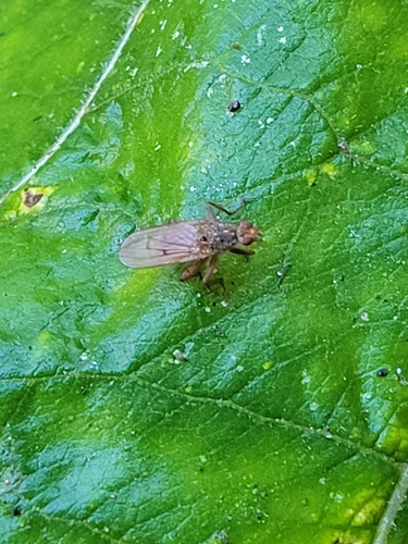 Unknown species found near Rock Creek Park, District of Columbia County, US-DC, US