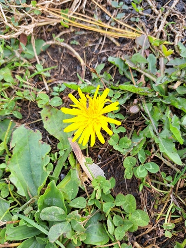 Unknown species found near West Virginia, US