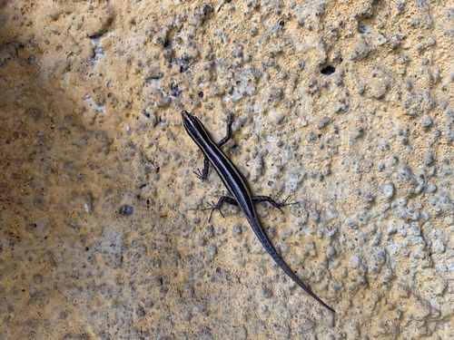 Blue-tailed Snake-eyed Skink — seen at this dive site