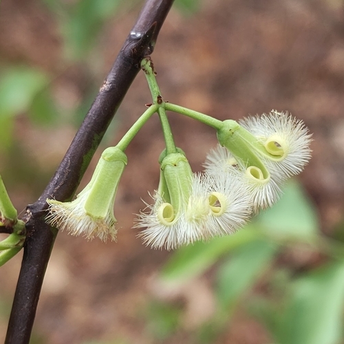 American Hogplum