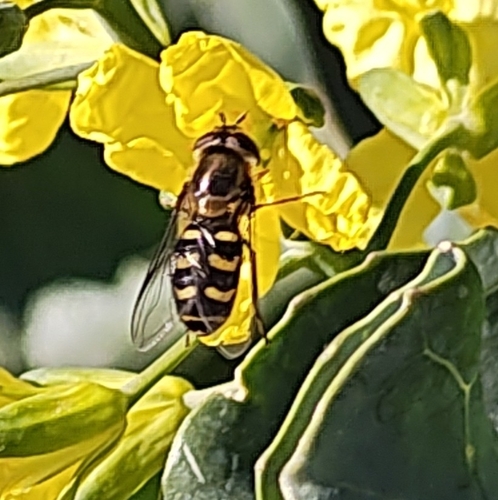 Unknown species found near Utah County, US-UT, US