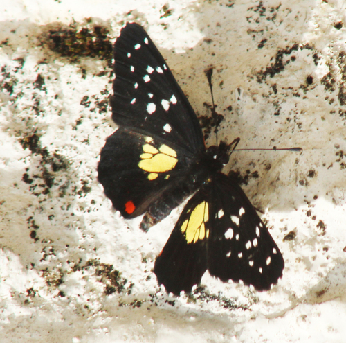 Erodyle Checkerspot