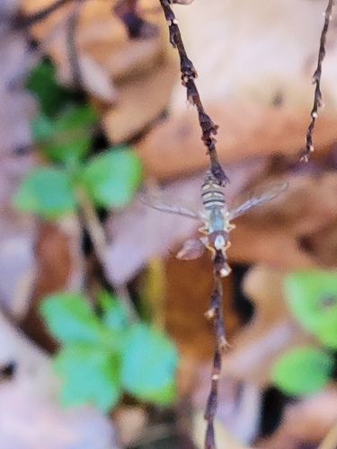 Unknown species found near Rock Creek Park, US-DC, District of Columbia County, US