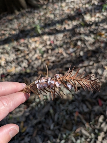 Unknown species found near Gadsden, SC 29052, USA