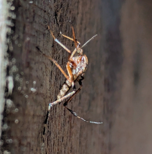 Unknown species found near Summerton, SC 29148, USA