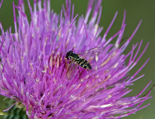 Unknown species found near Pat Sutton's Wildlife Garden, Bucks Ave, Cape May Court House, NJ, US