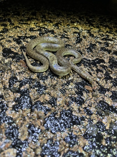 Children's Python sighting