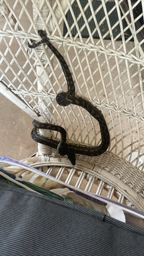 Coastal Carpet Python sighting