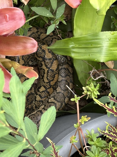 Coastal Carpet Python sighting
