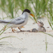 Small Terns - Photo (c) krista_schlyer, all rights reserved, uploaded by krista_schlyer