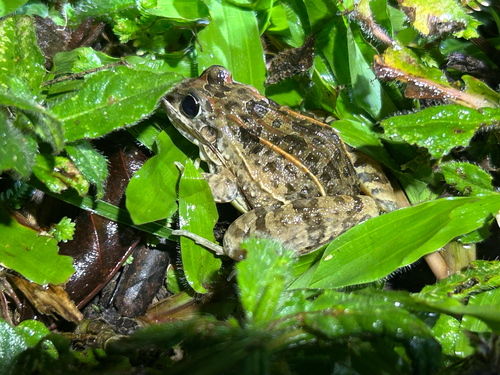 Whistling Grass Frog