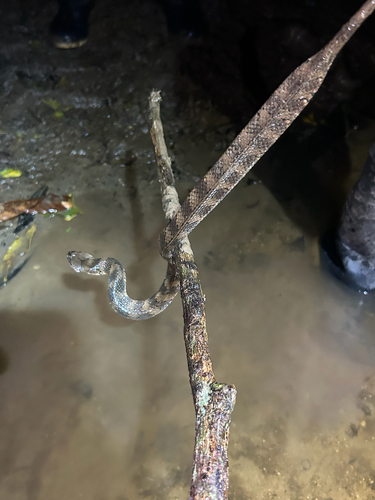 Brown-banded watersnake