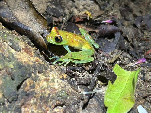Rough-skinned Green Tree Frog