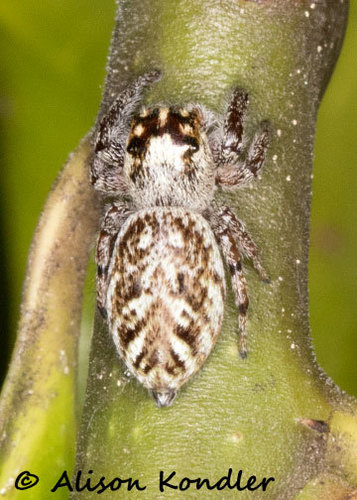 Mile End Jumping Spider