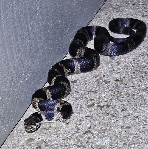 Stephens' Banded Snake sighting