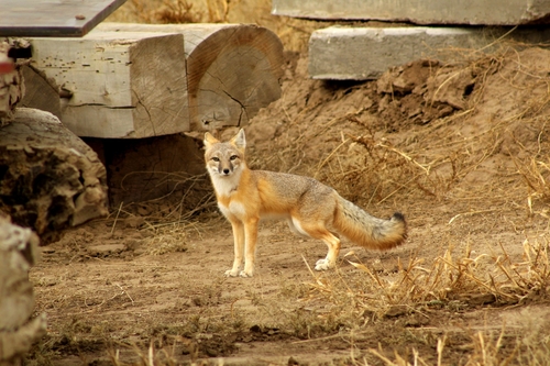 Swift Fox observed by hallebayne