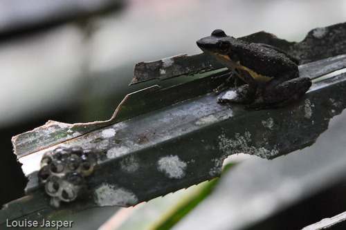 Ivohimanita Madagascar Frog